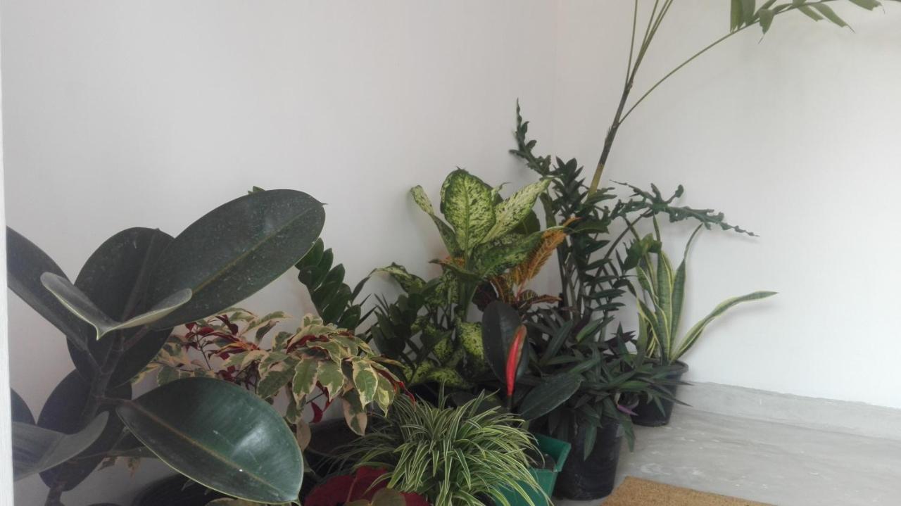 Mango Roots Lejlighed Gampaha Eksteriør billede