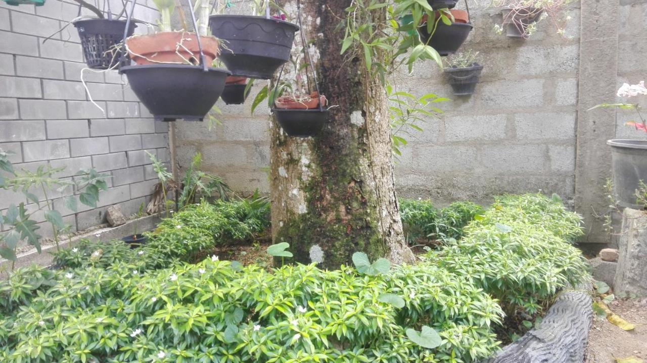 Mango Roots Lejlighed Gampaha Eksteriør billede